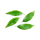 Pressed Limeleaf Candle 3-Wick