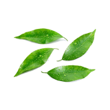 Pressed Limeleaf Diffuser