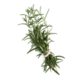 Twisted Rosemary Diffuser