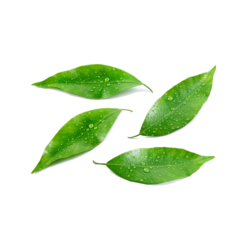 Pressed Limeleaf Scented Candle - Travel